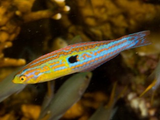 Minilabrus striatus